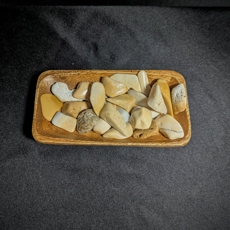 Fossilized Coral