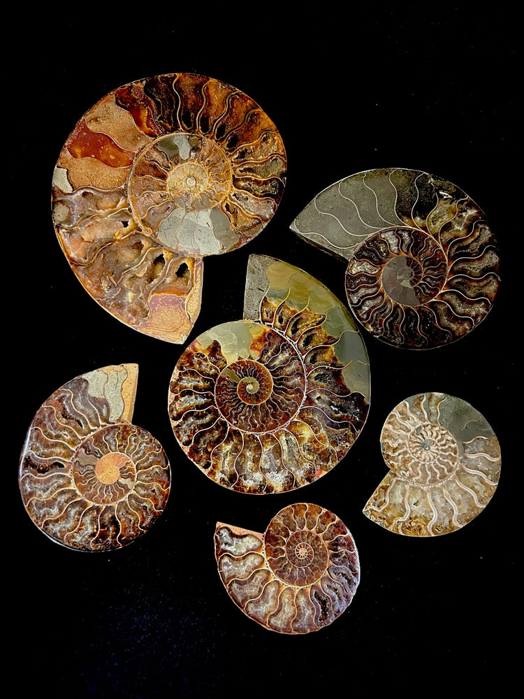 Ammonite Fossils