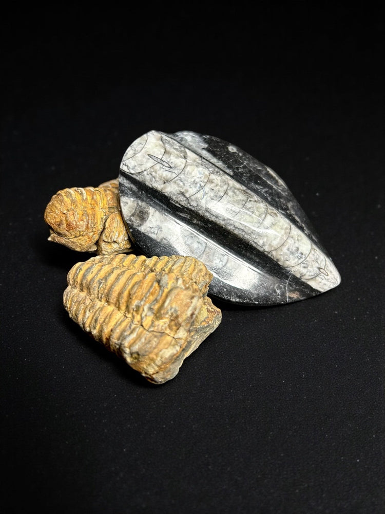 Trilobites