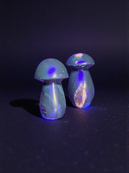 Amber Mushrooms