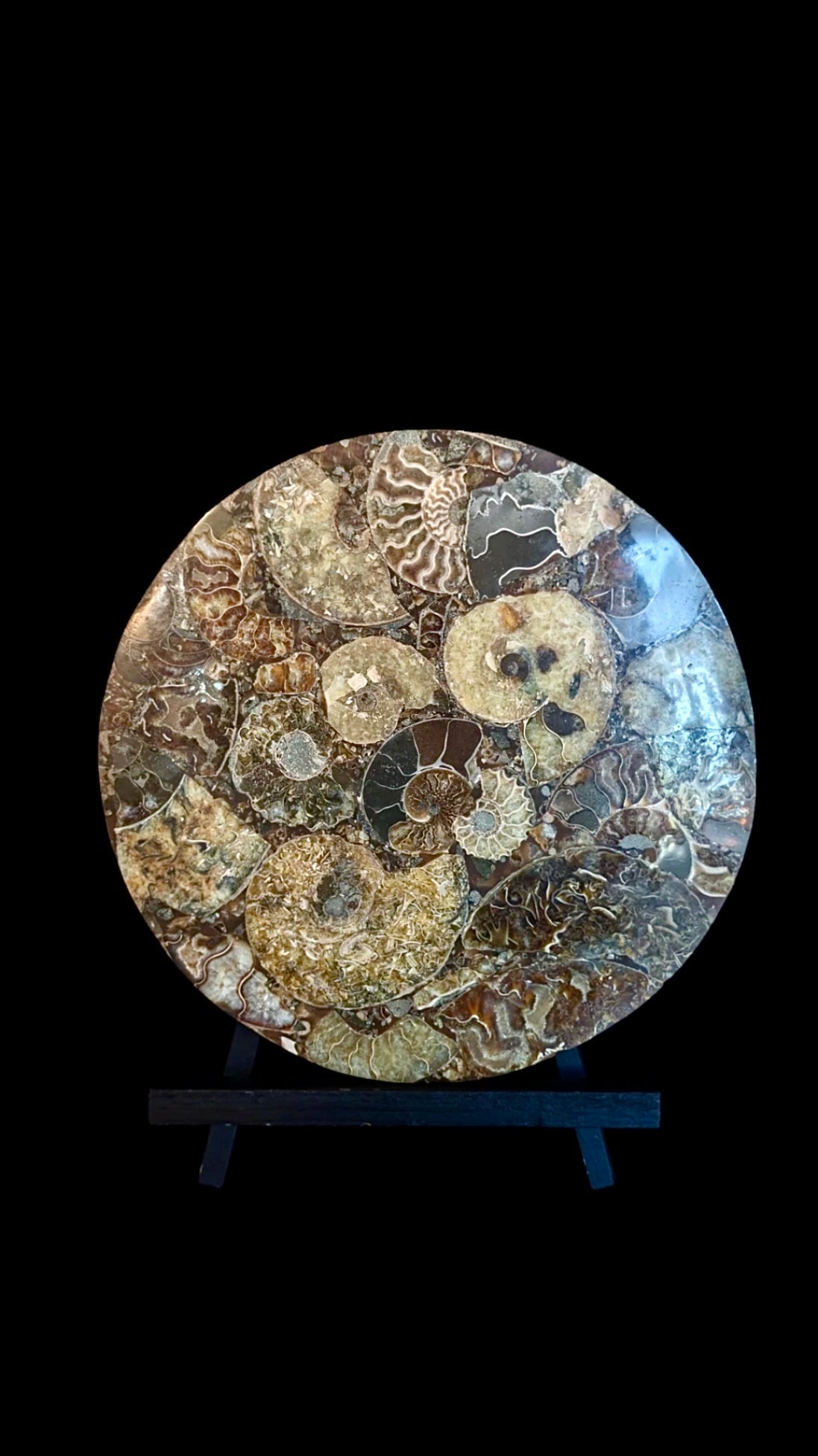 Ammonite Fossil Plates