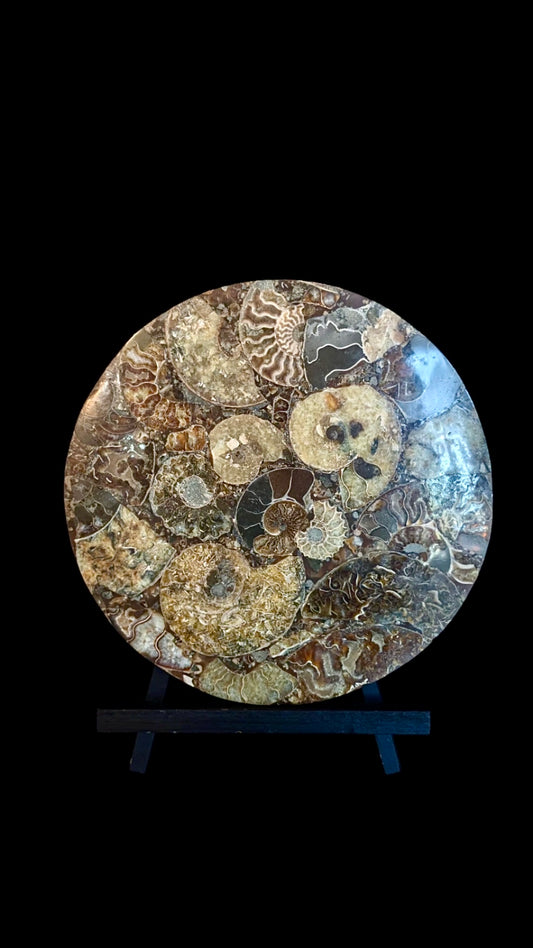 Ammonite Fossil Plates