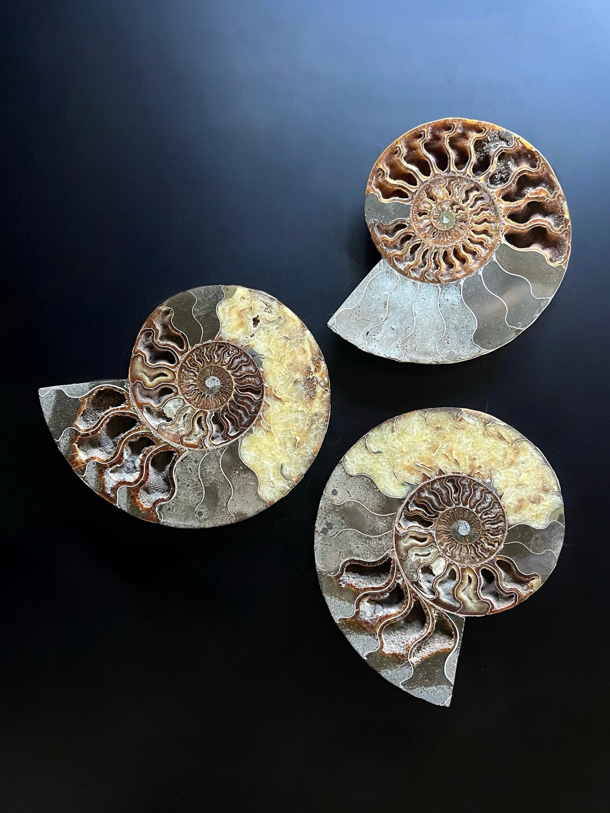 Ammonite Fossil