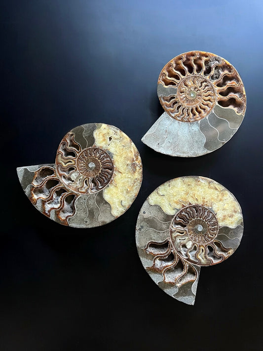 Ammonite Fossil