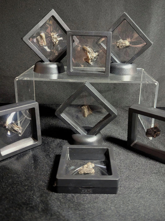 Darwin Glass Specimens