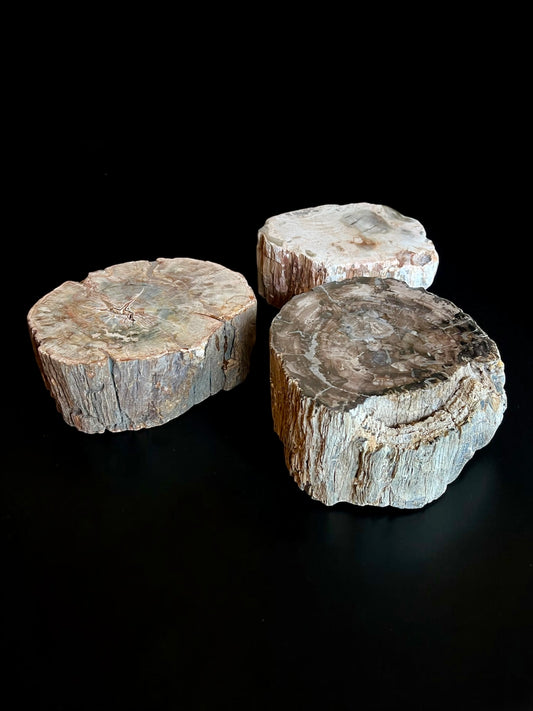 Petrified Wood Slabs