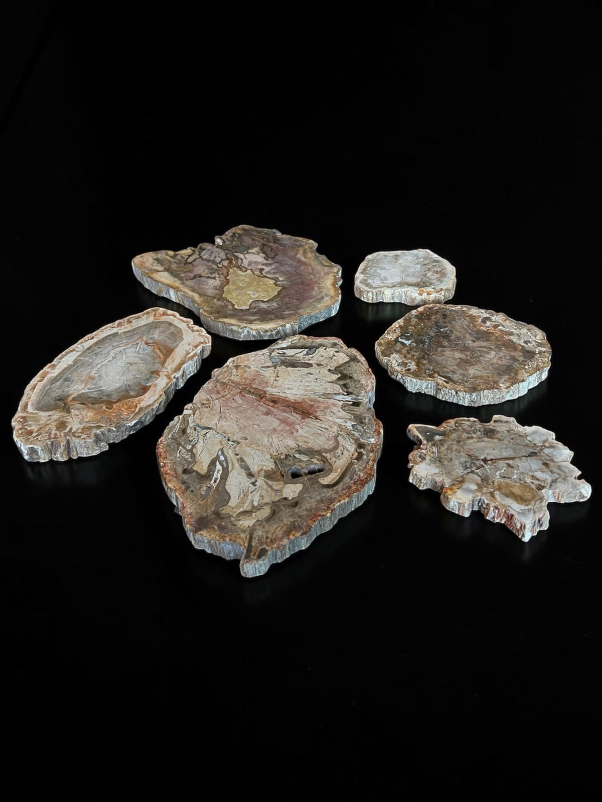 Petrified Wood Slices