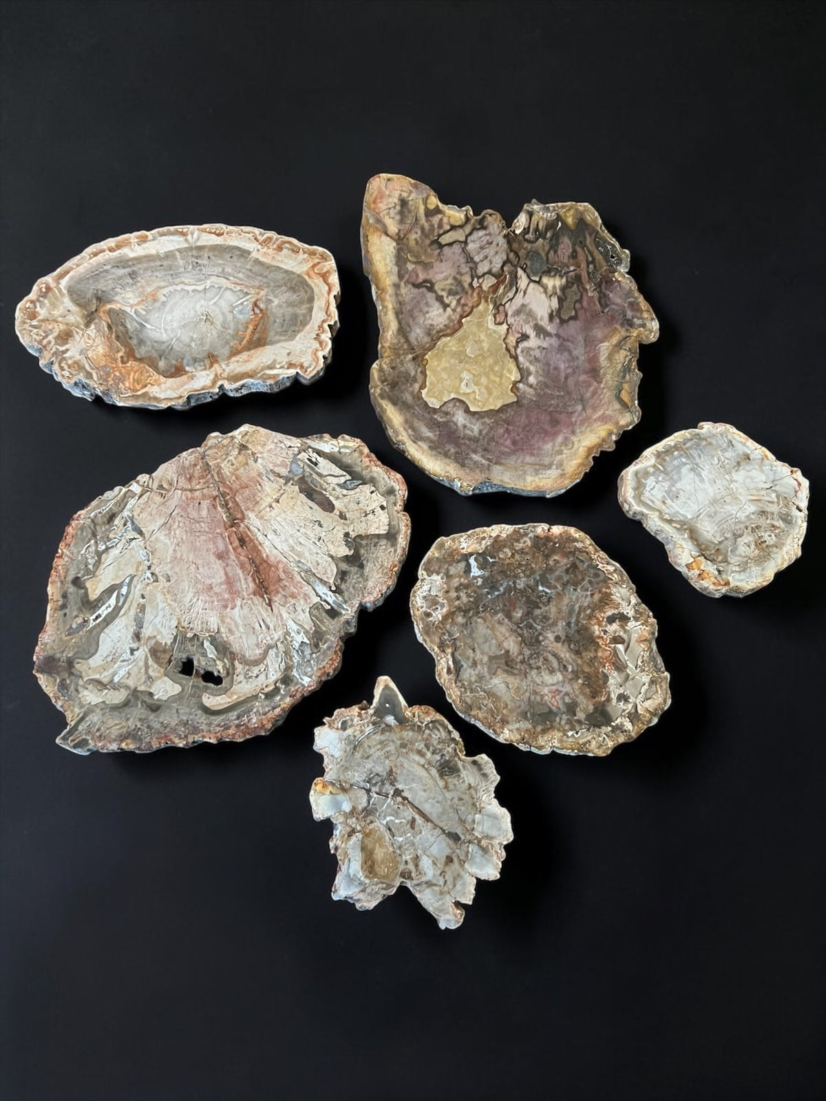 Petrified Wood Slices