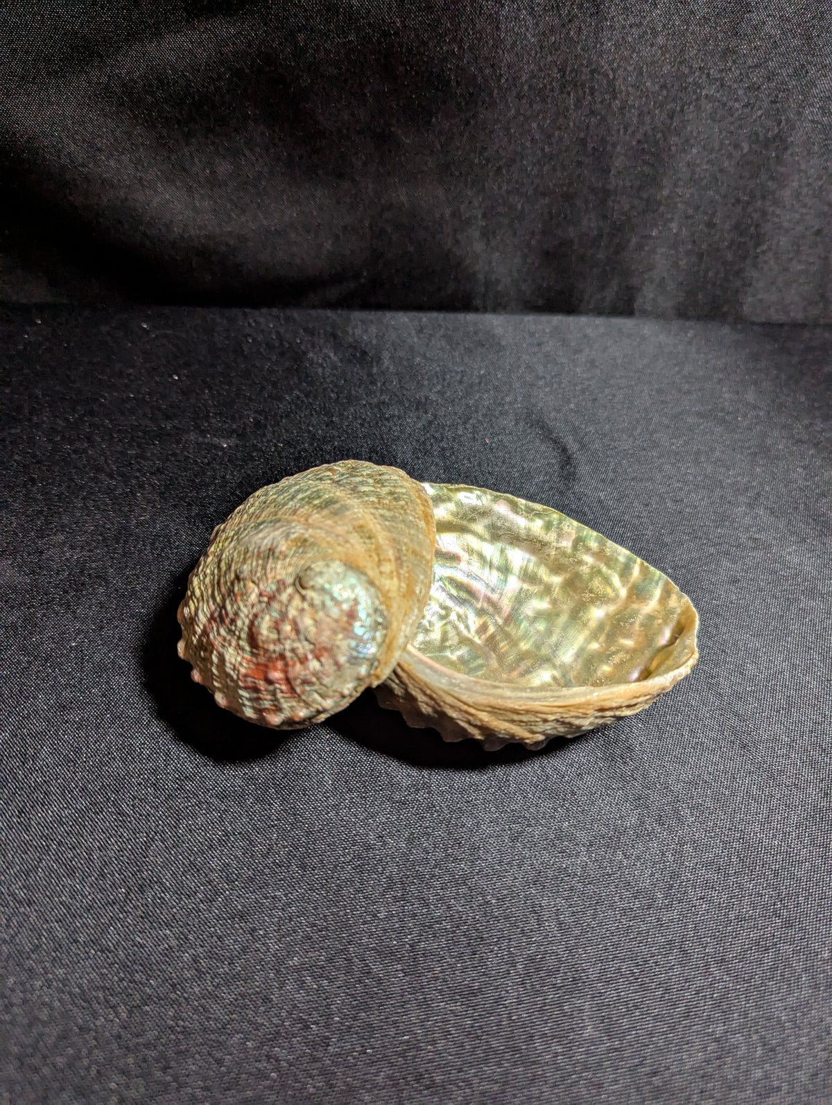 Abalone Shells