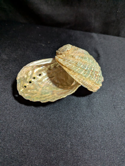 Abalone Shells