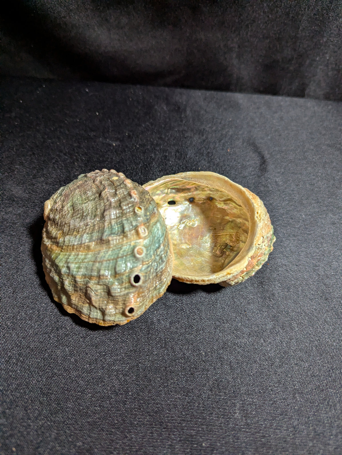 Abalone Shells