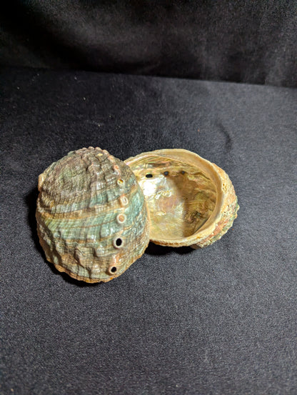 Abalone Shells